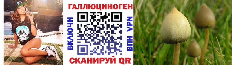 закладки  Пугачёв  Псилоцибиновые грибы Magic Shrooms 